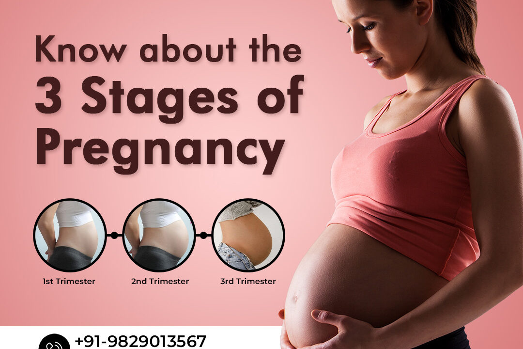 Know About 3 Stages of Pregnancy